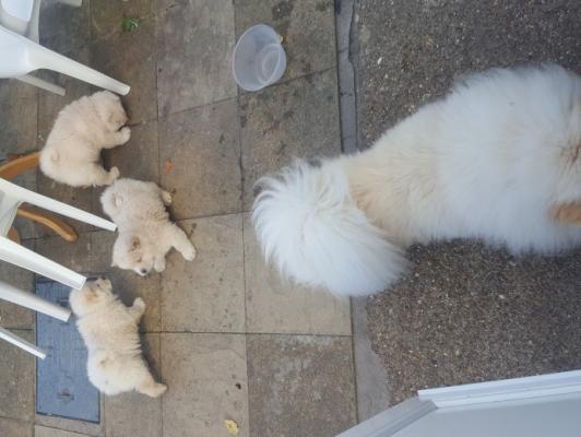 Amazing pedigree Chow Chow puppies for sale